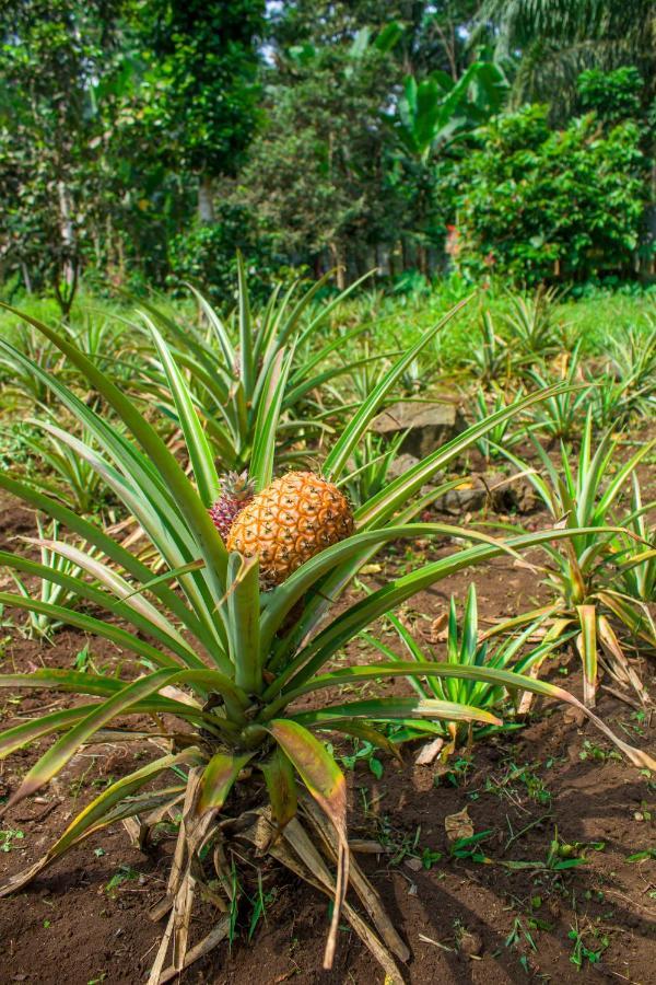 Welfare Agroturismo Milagrosa Ngoại thất bức ảnh